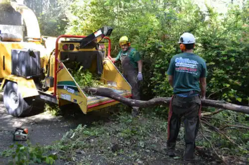 tree services Virginia Gardens